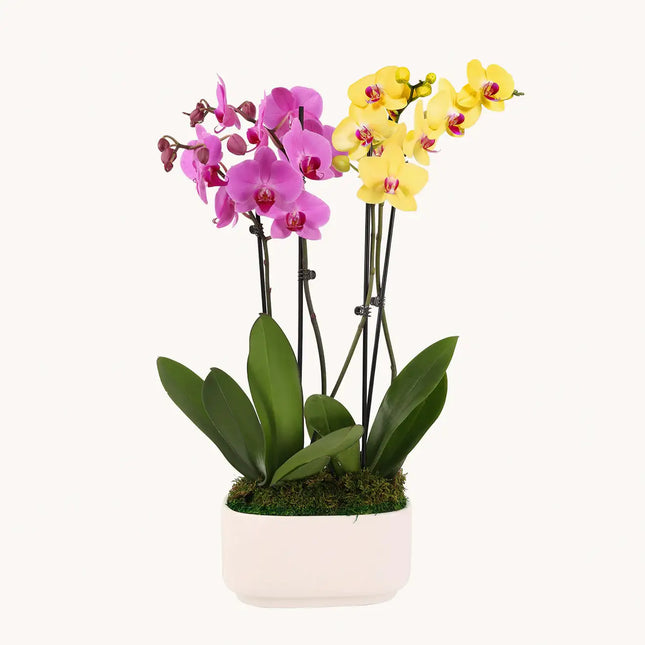 Pink Lemonade Stand by BloomsyBox