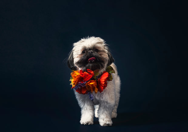 <h3>Dog toys</h3>
